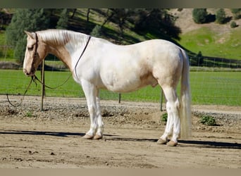 American Paint Horse, Castrone, 11 Anni, 150 cm, Tobiano-tutti i colori