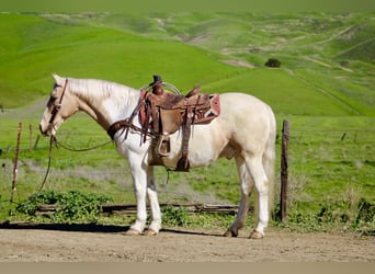 American Paint Horse, Castrone, 11 Anni, 150 cm, Tobiano-tutti i colori