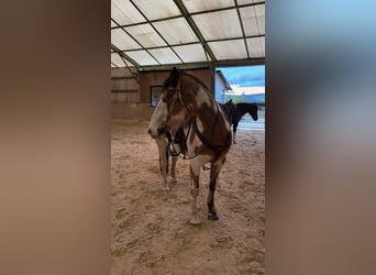 American Paint Horse Mix, Castrone, 11 Anni, 152 cm, Pezzato