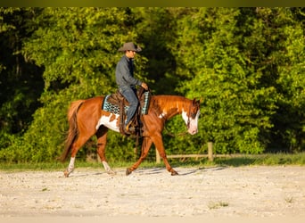 American Paint Horse, Castrone, 11 Anni, 152 cm, Pezzato