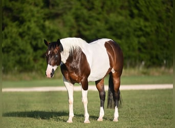 American Paint Horse, Castrone, 11 Anni, 152 cm, Pezzato