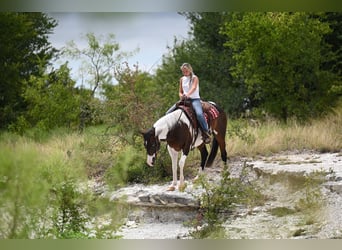 American Paint Horse, Castrone, 11 Anni, 152 cm, Pezzato