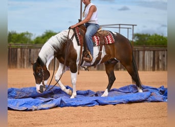 American Paint Horse, Castrone, 11 Anni, 152 cm, Pezzato