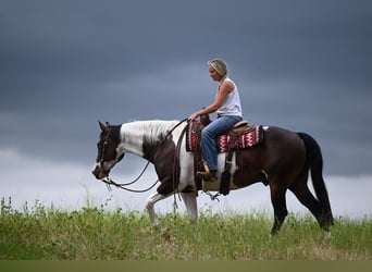 American Paint Horse, Castrone, 11 Anni, 152 cm, Pezzato