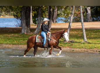 American Paint Horse, Castrone, 11 Anni, 152 cm, Sauro ciliegia