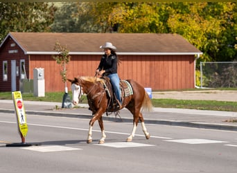 American Paint Horse, Castrone, 11 Anni, 152 cm, Sauro ciliegia