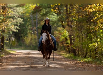 American Paint Horse, Castrone, 11 Anni, 152 cm, Sauro ciliegia