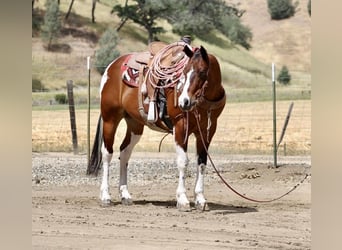 American Paint Horse, Castrone, 11 Anni, 152 cm, Tobiano-tutti i colori