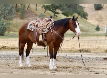 American Paint Horse, Castrone, 11 Anni, 152 cm, Tobiano-tutti i colori