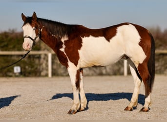 American Paint Horse, Castrone, 11 Anni, 155 cm, Pezzato