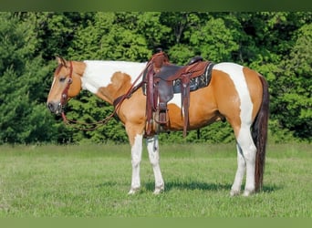 American Paint Horse, Castrone, 11 Anni, 155 cm, Pezzato