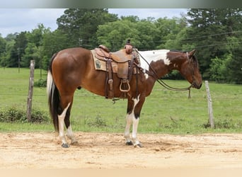 American Paint Horse, Castrone, 11 Anni, 157 cm, Tobiano-tutti i colori