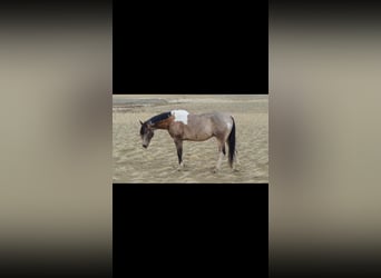 American Paint Horse, Castrone, 11 Anni, 163 cm, Pelle di daino