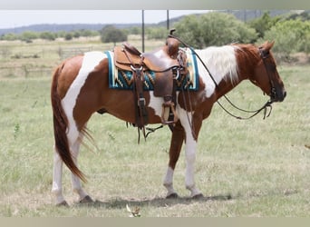 American Paint Horse, Castrone, 11 Anni, Pezzato