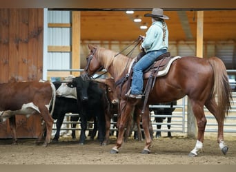 American Paint Horse, Castrone, 11 Anni, Sauro ciliegia