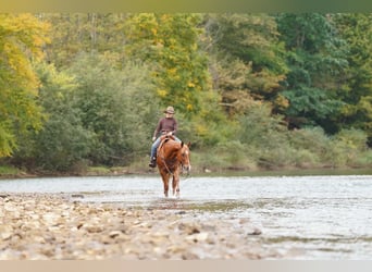 American Paint Horse, Castrone, 11 Anni, Sauro ciliegia