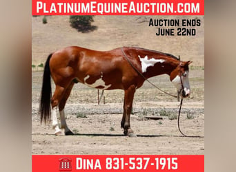 American Paint Horse, Castrone, 12 Anni, 147 cm, Overo-tutti i colori