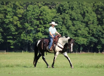 American Paint Horse, Castrone, 12 Anni, 152 cm, Pezzato