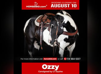 American Paint Horse, Castrone, 12 Anni, 152 cm, Pezzato