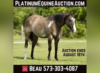 American Paint Horse, Castrone, 12 Anni, 155 cm, Grullo