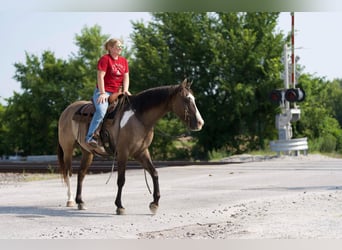 American Paint Horse, Castrone, 12 Anni, 155 cm, Grullo
