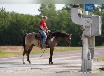 American Paint Horse, Castrone, 12 Anni, 155 cm, Grullo