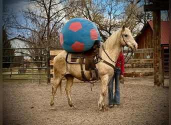 American Paint Horse, Castrone, 12 Anni, 155 cm, Palomino