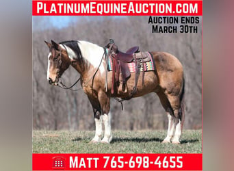 American Paint Horse, Castrone, 12 Anni, 155 cm, Pelle di daino