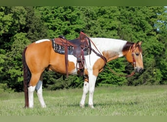 American Paint Horse, Castrone, 12 Anni, 155 cm, Pezzato