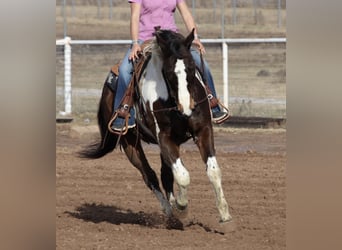 American Paint Horse, Castrone, 12 Anni, 155 cm, Pezzato