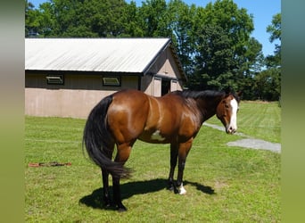 American Paint Horse, Castrone, 12 Anni, 157 cm, Overo-tutti i colori