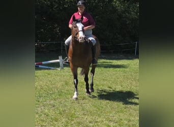 American Paint Horse, Castrone, 12 Anni, 157 cm, Overo-tutti i colori