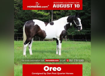 American Paint Horse, Castrone, 12 Anni, Pezzato