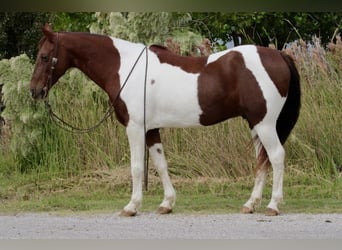 American Paint Horse, Castrone, 13 Anni, 135 cm, Sauro scuro