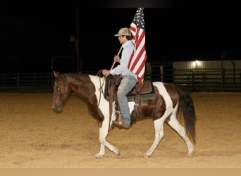 American Paint Horse, Castrone, 13 Anni, 135 cm, Sauro scuro