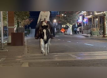 American Paint Horse, Castrone, 13 Anni, 145 cm, Tobiano-tutti i colori
