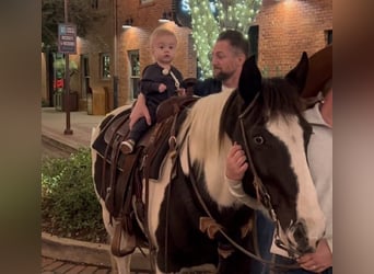 American Paint Horse, Castrone, 13 Anni, 145 cm, Tobiano-tutti i colori