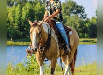 American Paint Horse, Castrone, 13 Anni, 147 cm, Pelle di daino