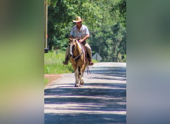 American Paint Horse, Castrone, 13 Anni, 147 cm, Pelle di daino