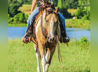 American Paint Horse, Castrone, 13 Anni, 147 cm, Pelle di daino