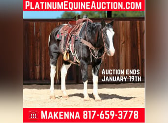 American Paint Horse, Castrone, 13 Anni, 150 cm, Morello