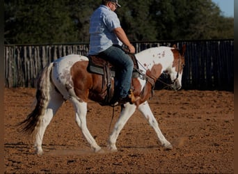 American Paint Horse, Castrone, 13 Anni, 150 cm, Tobiano-tutti i colori