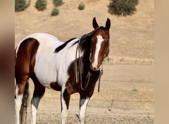 American Paint Horse, Castrone, 13 Anni, 152 cm, Tobiano-tutti i colori