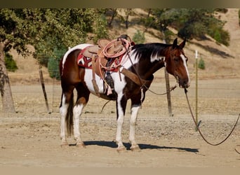 American Paint Horse, Castrone, 13 Anni, 152 cm, Tobiano-tutti i colori