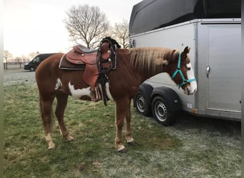 American Paint Horse, Castrone, 13 Anni, 156 cm, Pezzato