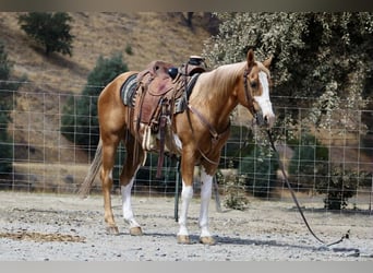 American Paint Horse, Castrone, 14 Anni, 145 cm, Overo-tutti i colori