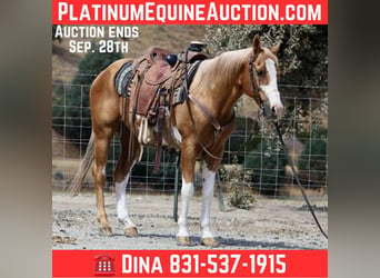 American Paint Horse, Castrone, 14 Anni, 145 cm, Overo-tutti i colori