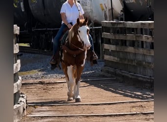 American Paint Horse, Castrone, 14 Anni, 152 cm, Overo-tutti i colori