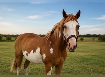 American Paint Horse, Castrone, 14 Anni, 152 cm, Overo-tutti i colori