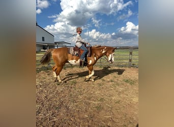 American Paint Horse, Castrone, 14 Anni, 152 cm, Overo-tutti i colori